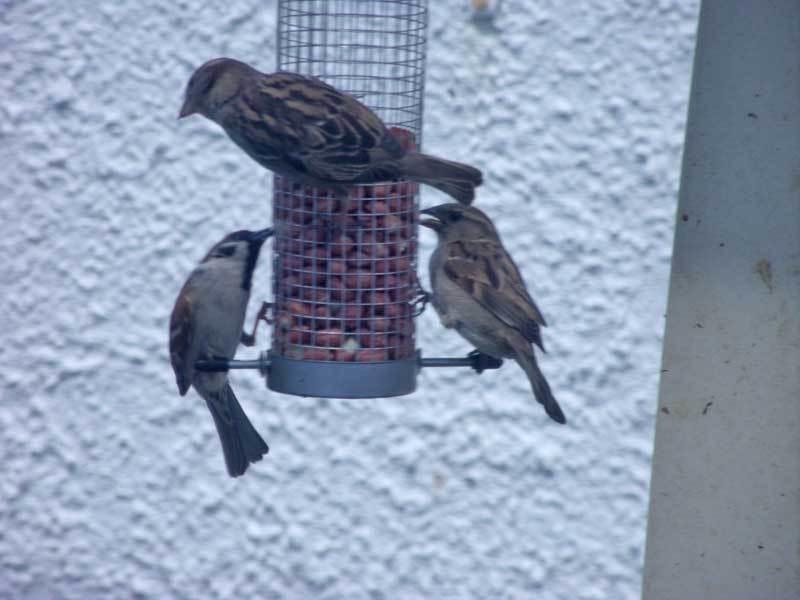 Hotel Graysonside Cockermouth Esterno foto